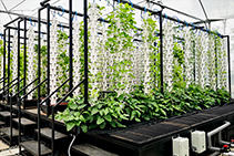 Revolutionary Filters & Pumps for Urban Farming from Waterco