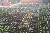 	Advantages of Green Roof Systems by KHD	