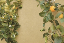 	Water Based Textured Paint Finish by Dulux	