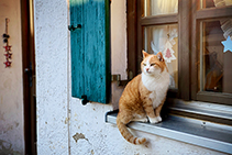 Timber Window Installation Services from Wilkins Windows