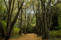 	Towing Chain Alternative for Tree Anchoring by LB Wire Ropes	