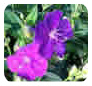 Downes Wholesale Nursery