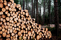 Environmental Benefits of Timber Flooring by Preference Floors