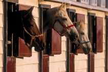 	BuckarooBarn Mats for Stabled Horses by Sherwood Enterprises	