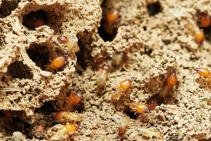 	Termite and Pest Control for Homes Melbourne by Exopest	