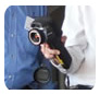 FLIR Systems Australia