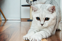 Pets and Timber Floors - Floor Care Tips from Polycure