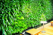 PVC Sheet Membrane for Vertical Gardens from Projex