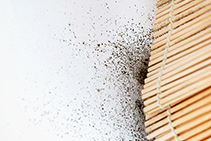 Home Ventilation & Mould Removal Services from Homevent
