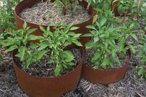 	Three Tiered Planters by FormBoss	