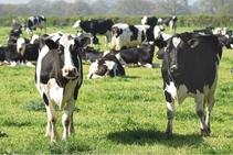 	Feed and Water Troughs for Livestock by RELN	