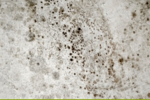 	Tips to Prevent Mould in Steel Structures by NASH	