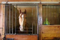 	Buckaroobarn Designed Flooring Ranges from Sherwood Enterprises	