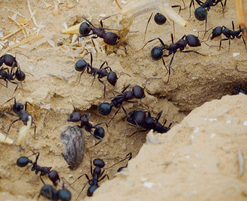 Ant control from Exopest