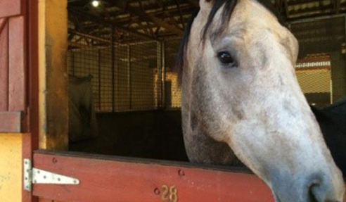 Hygienic Horse Stable Flooring