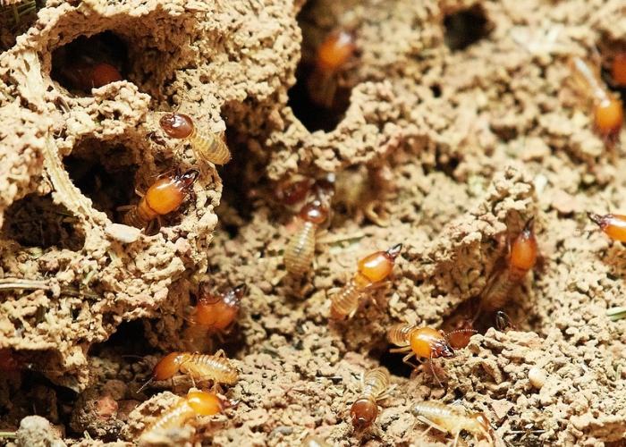 Termite Control in Construction by Exopest