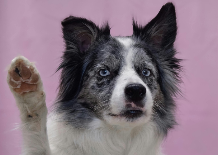 Pet Proof Insect Screen by Cowdroy