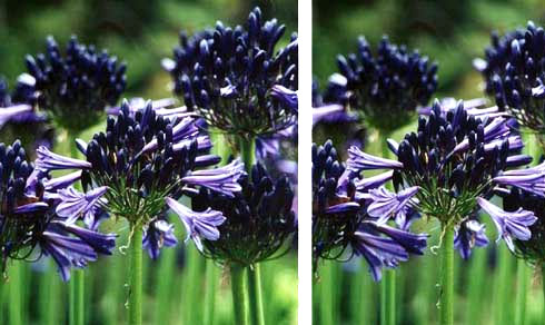 Agapanthus Black Pantha.