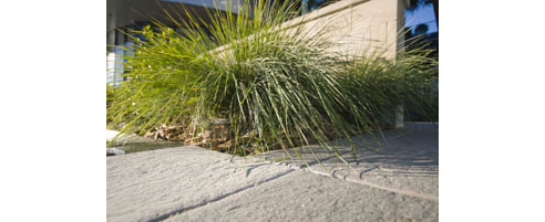 wholesale plants