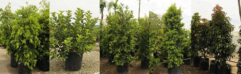 screen hedge plants