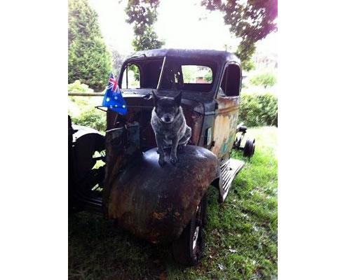 blue cattle dog on rusted truck