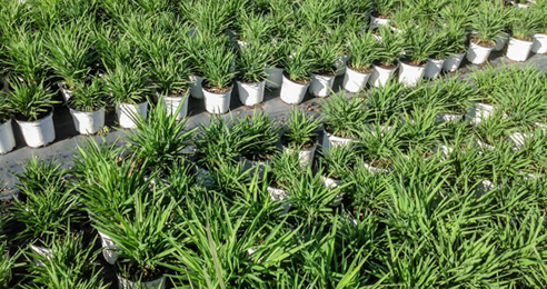dianella grass nursery