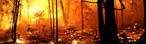 bushfire