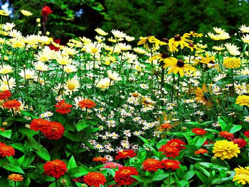 garden