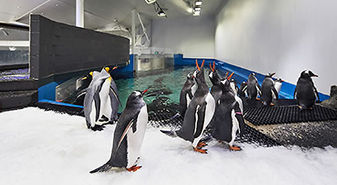 Penguin Enclosure at Sea Life Sydney