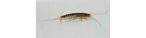 Silverfish