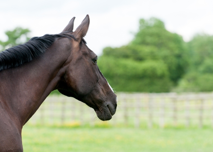 QLD-BASED BUCKAROOBARN RANGE 4000 IS ON SALE NOW FOR FEBRUARY