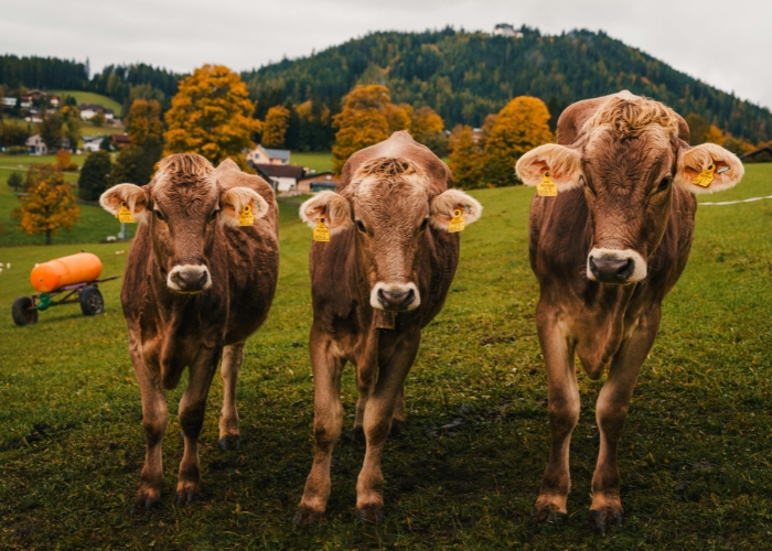 Automatic Float Valve for Troughs by RELN