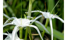 Hymenocallis littoralis