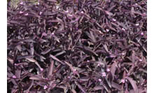 Tradescantia pallida