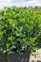Gardenia magnifica