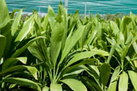Cordyline terminalis