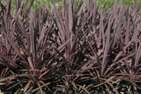 Cordyline