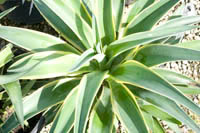 Agave El Miradors Gold