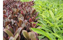 cordyline terminalis rubra and alpinia zerumbet Vgt