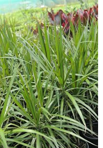 dracaena marginata