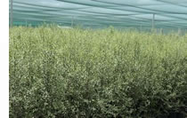 pittosporum james stirling