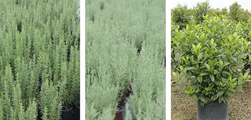 rosemary tuscan blue, lavender, gardenia