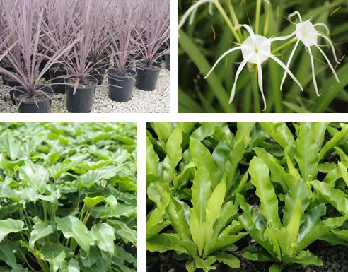 cordyline red sensation, hymenocallis littoralis, philodendron xanadu, birds nest fern