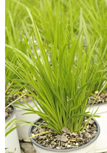 lomandra confertifolia tilga