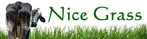 nice grass and cow