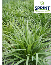 dianella grass