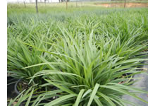 streetscape grass