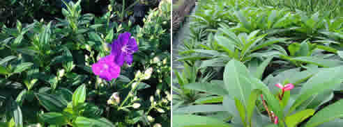 plants green nursery