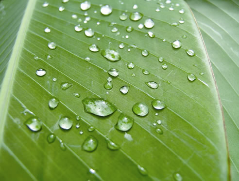 leaf with water drops