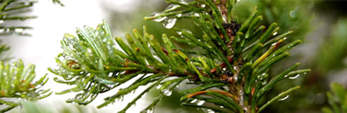 pine tree close up